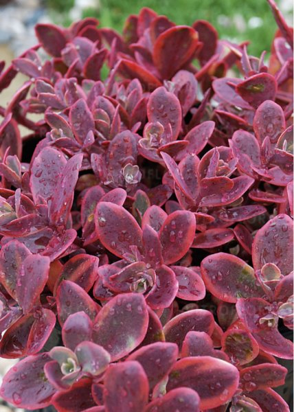 Sedum Sunspararkler 'Wildfire'